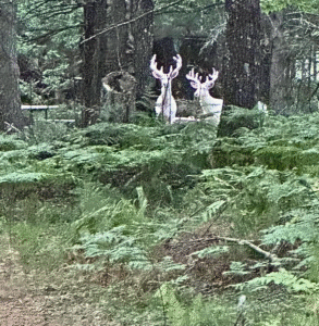 rare albino buck deer high lake musky lodge boulder junction Wisconsin