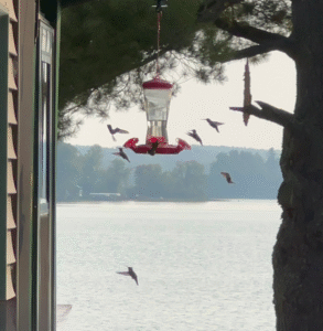 hummingbirds at feeder high lake musky lodge boulder junction Wisconsin